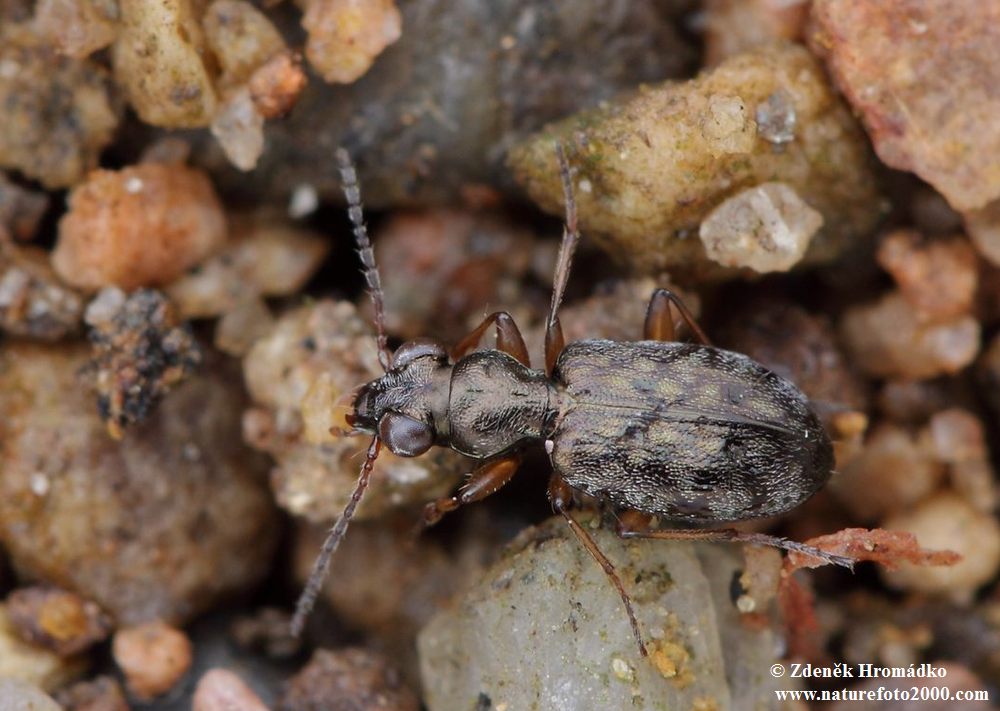 , Asaphidion austriacum (Beetles, Coleoptera)